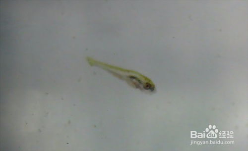 金鱼幼苗饲养指南：喂食技巧与淘汰方法大公开！