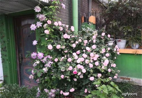 施肥：大肥大水，才嫩长得好