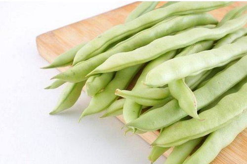 芸豆在哪个季节种植最适宜？