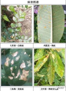 病虫害防治，不Neng少