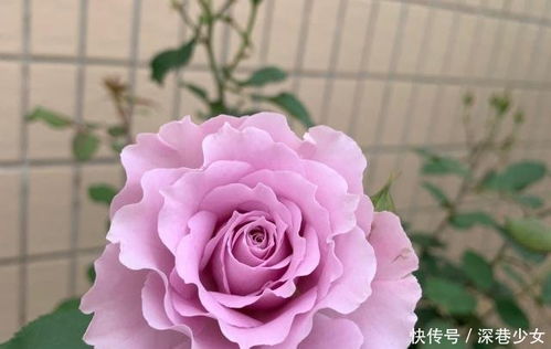 月季叶子发黄之谜：土壤问题还是病虫害作祟？