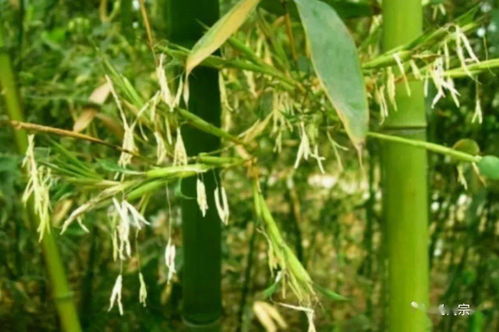 威尔柏杀树灭竹剂