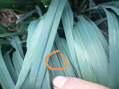 蚜虫防治， 无需农药，环保又有效