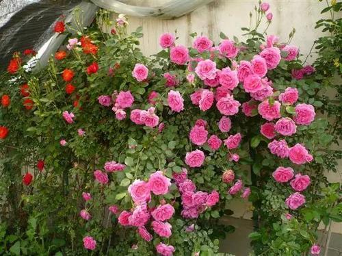 夏季月季缓苗， 简单几步搞定