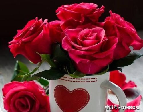 种玫瑰花风水好？不同品种效果也不同