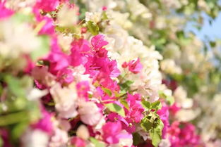 桃花：好运的使者