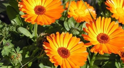 紫色花语，浪漫梦幻