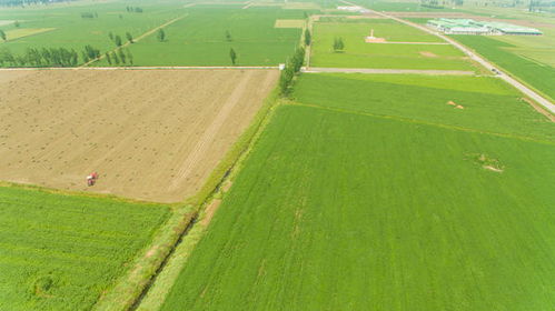 艾草制品， 保健好帮手