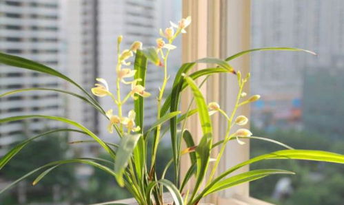 兰花花期养护秘籍大揭秘！