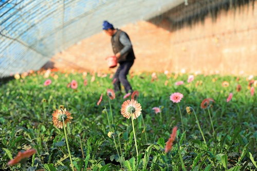 非洲菊种植方法，让你轻松种出美丽的花