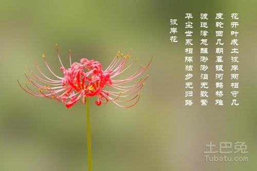 蔓珠莎华，又名彼岸花