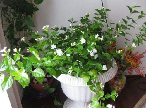 换盆技巧，你学会了吗？