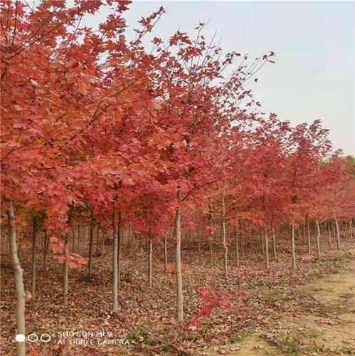 红枫树浇水攻略：揭秘秋日火焰的喝水秘密