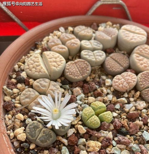 常见的生石花系列大盘点