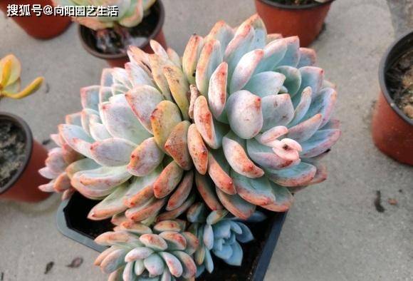 多肉植物根系如何深入土壤？