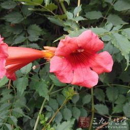 凌霄花的药用价值