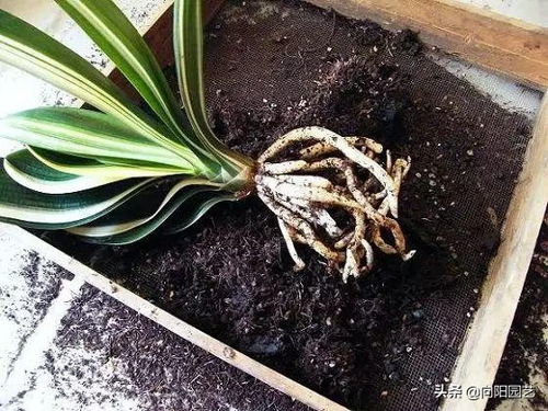君子兰施用鸡蛋肥料能显著提高生长速度吗