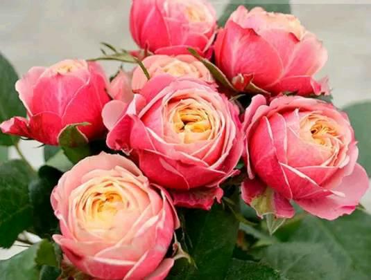 选择品种要谨慎