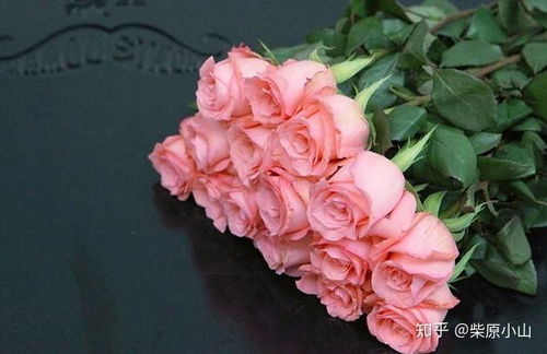 月季枝条的木质化程度影响养分输送效率