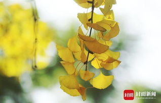 “翠叶渐黄，花语转忧