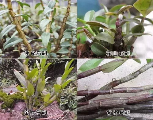 石斛秋天为何老掉叶子？是缺水还是病虫害