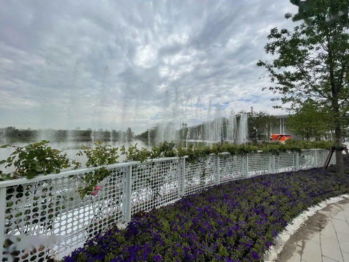 花色繁多， 也是fei常吸引蝴蝶和蜜蜂的