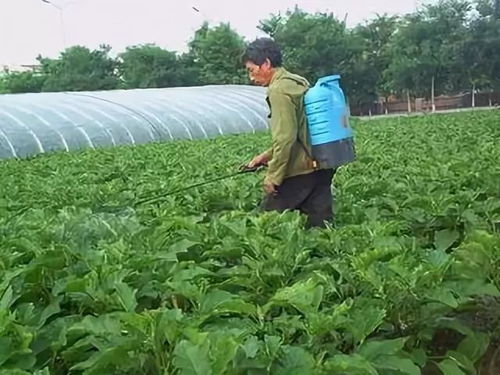 啶虫咪：作物上的秘密武器