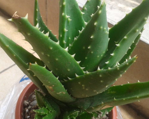 芦荟品种大盘点：你见过这些芦荟吗