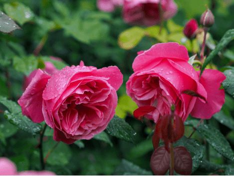 莉娜雷诺月季：那抹粉色的浪漫