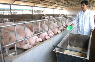 美国养猪技术聚焦高效饲养、疫病防控与环保处理