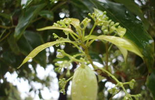 用途广泛：香樟树的多样价值