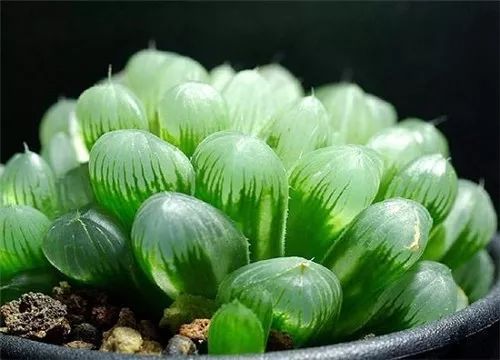 玉露多肉在夏天是否需要进入休眠期