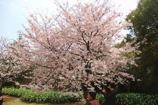 碧桃的花是粉红色的吗？