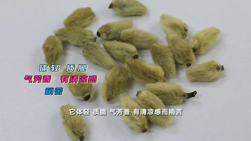 玉兰：美丽与药用价值的碰撞