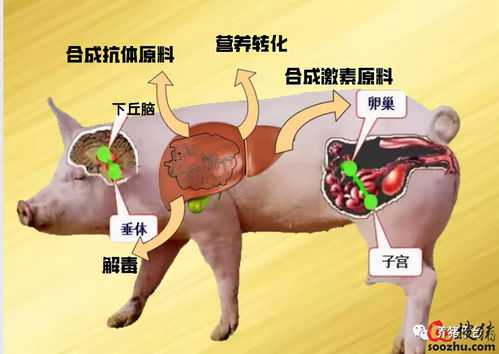 母猪断奶即发情，7天必配上，高效繁殖四维管理法怎么Zuo？