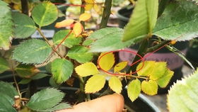 月季花连续掉叶子的谜团