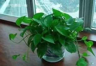 绿萝速长秘籍，肥料大揭秘！