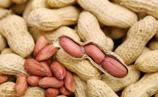 我国花生主要产于山东、河南、河北、安徽等地