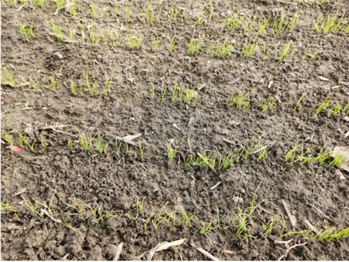 播种深度有讲究