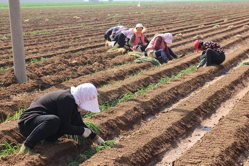 4. 夏季代表性蔬菜