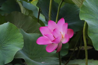 四、秋天种荷花要注意什么