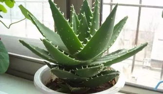 确定救活的时间，耐心等待