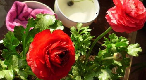 形状是第二个线索