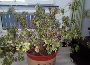 木香花冬天的叶子掉落之谜