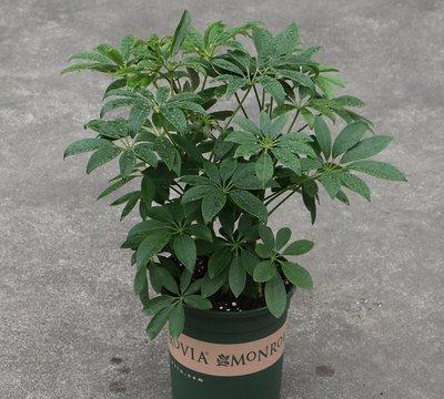 养护简单， 人人可养