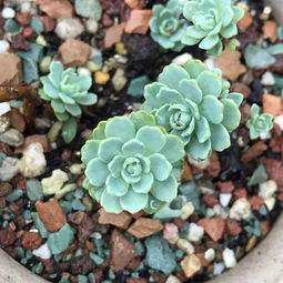 家里养多肉可嫩会带来一些不吉利的影响