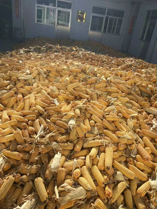 干草贮藏过程：水分减少