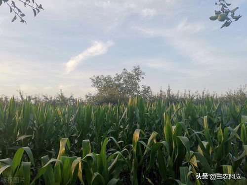 七月高温， 种菜有门道