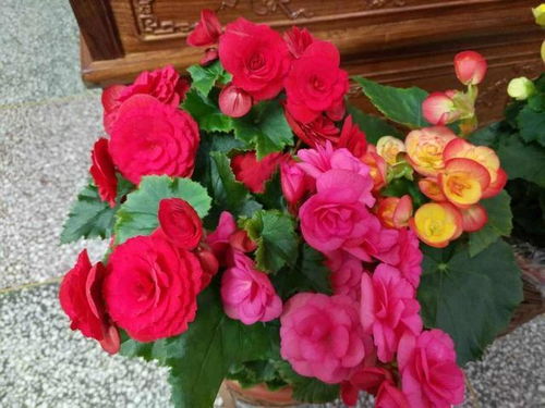 学校种花，养不活？试试这6种花卉，省心又省力！