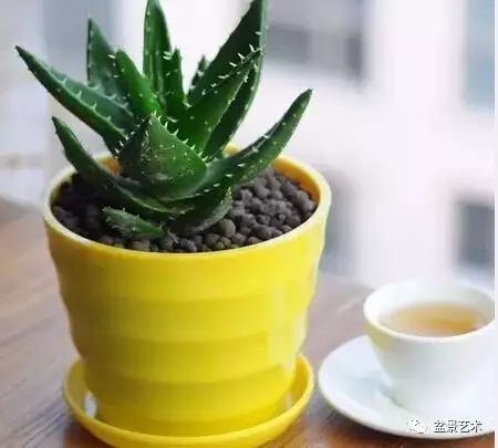 芦荟腐烂根如何处理？能否彻底清除腐烂